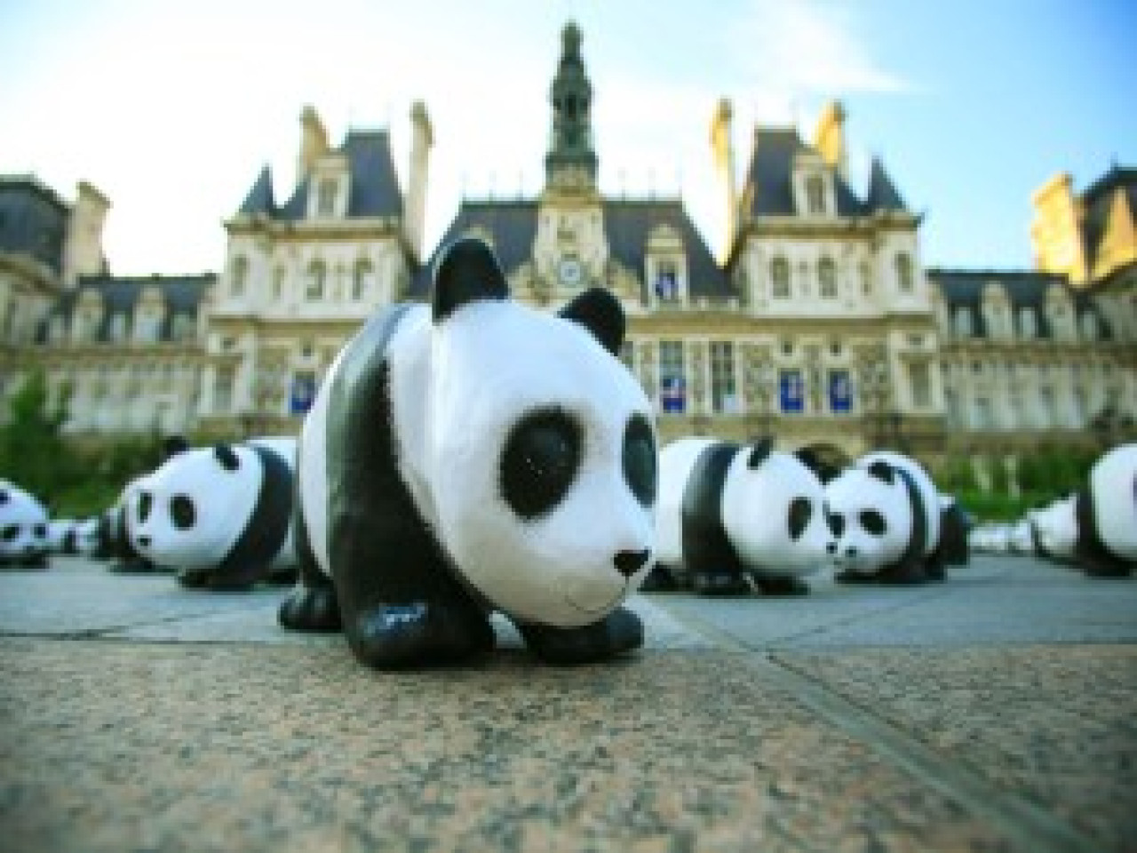 Lyon va-t-elle d&eacute;fendre la cause des Pandas ? 