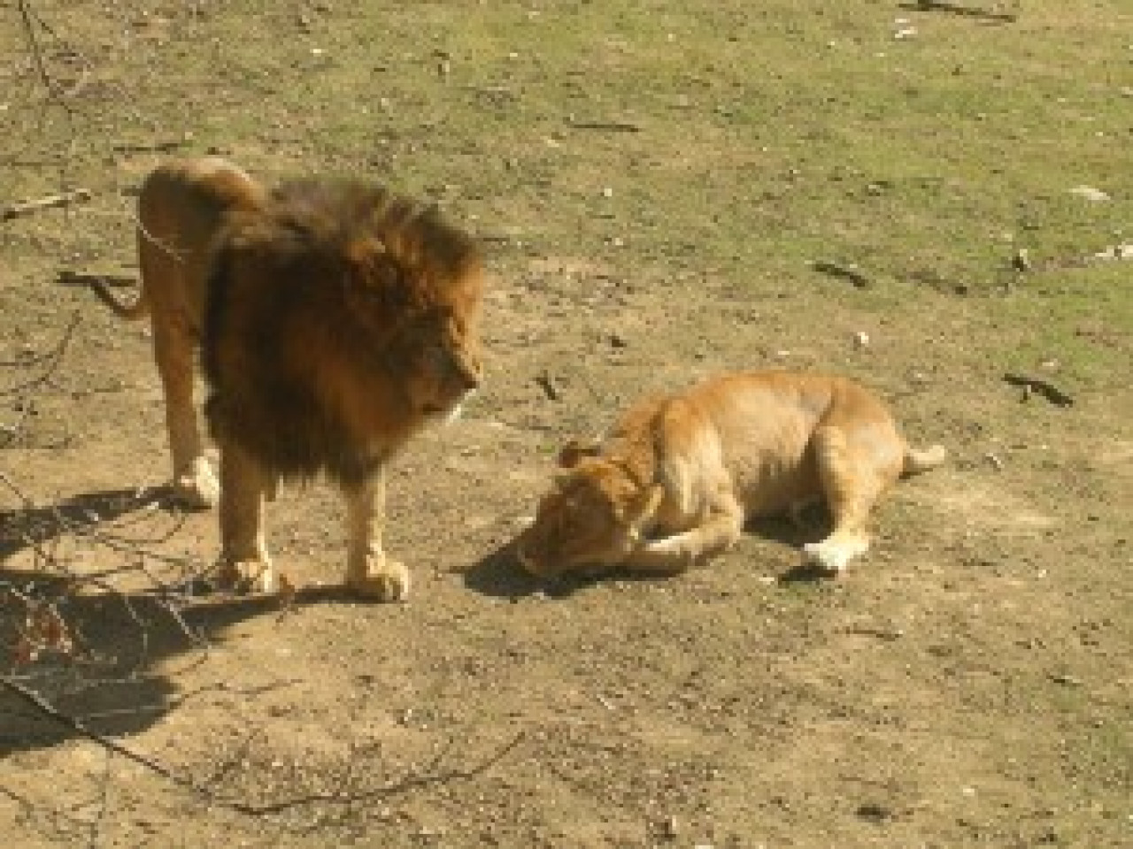 Trois lions trouvent refuge dans la Loire Trois lions trouvent refuge dans la Loire