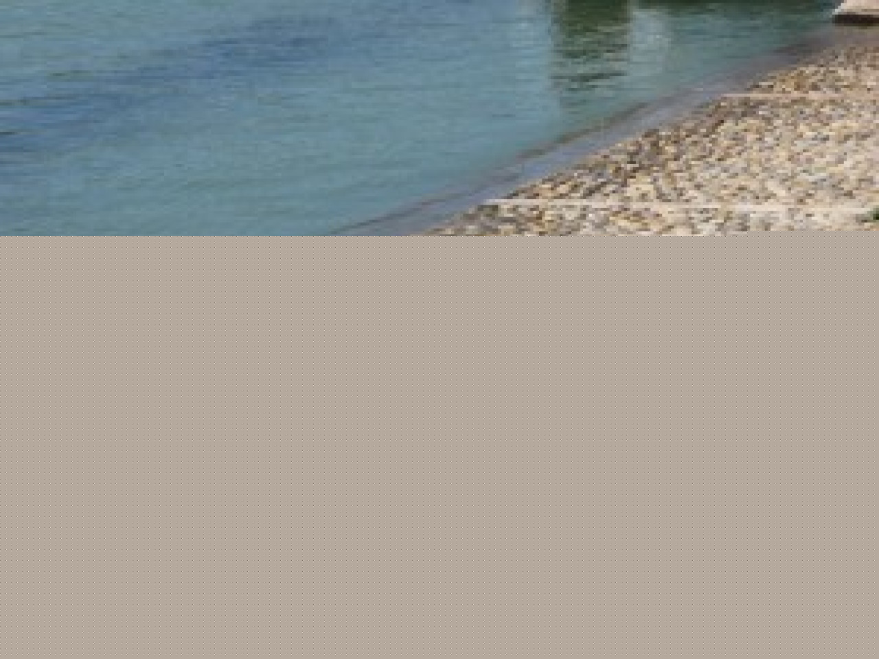 Un cygne blessé bloque la circulation Un cygne blessé bloque la circulation