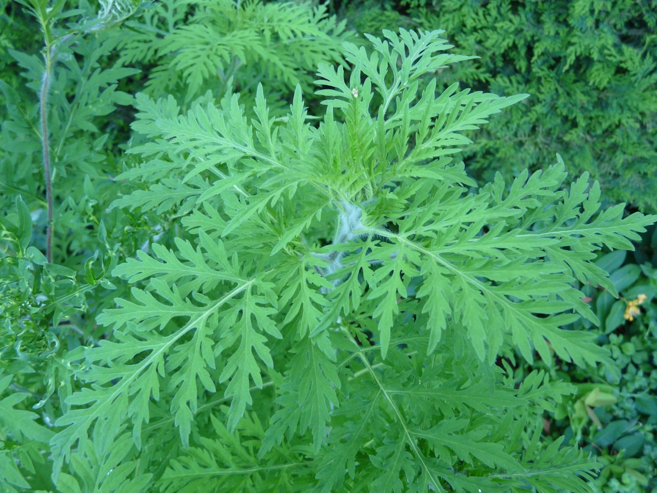 Le Grand Lyon prévient de nouveau contre le risque d’allergie à l’ambroisie Le Grand Lyon prévient de nouveau contre le risque d’allergie à l’ambroisie