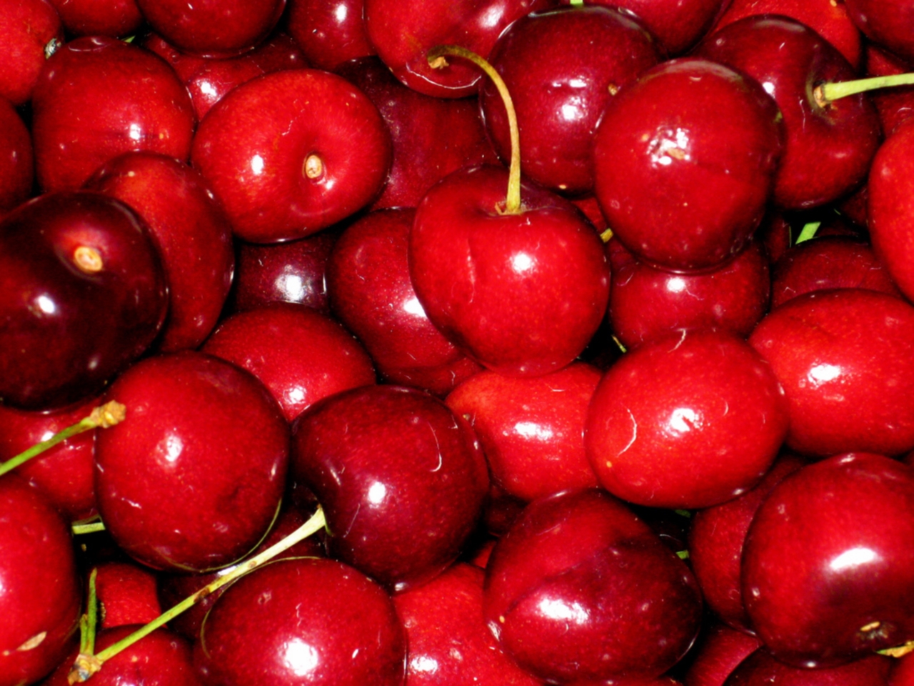 Rhône : une production de cerises exceptionnelle Rhône : une production de cerises exceptionnelle