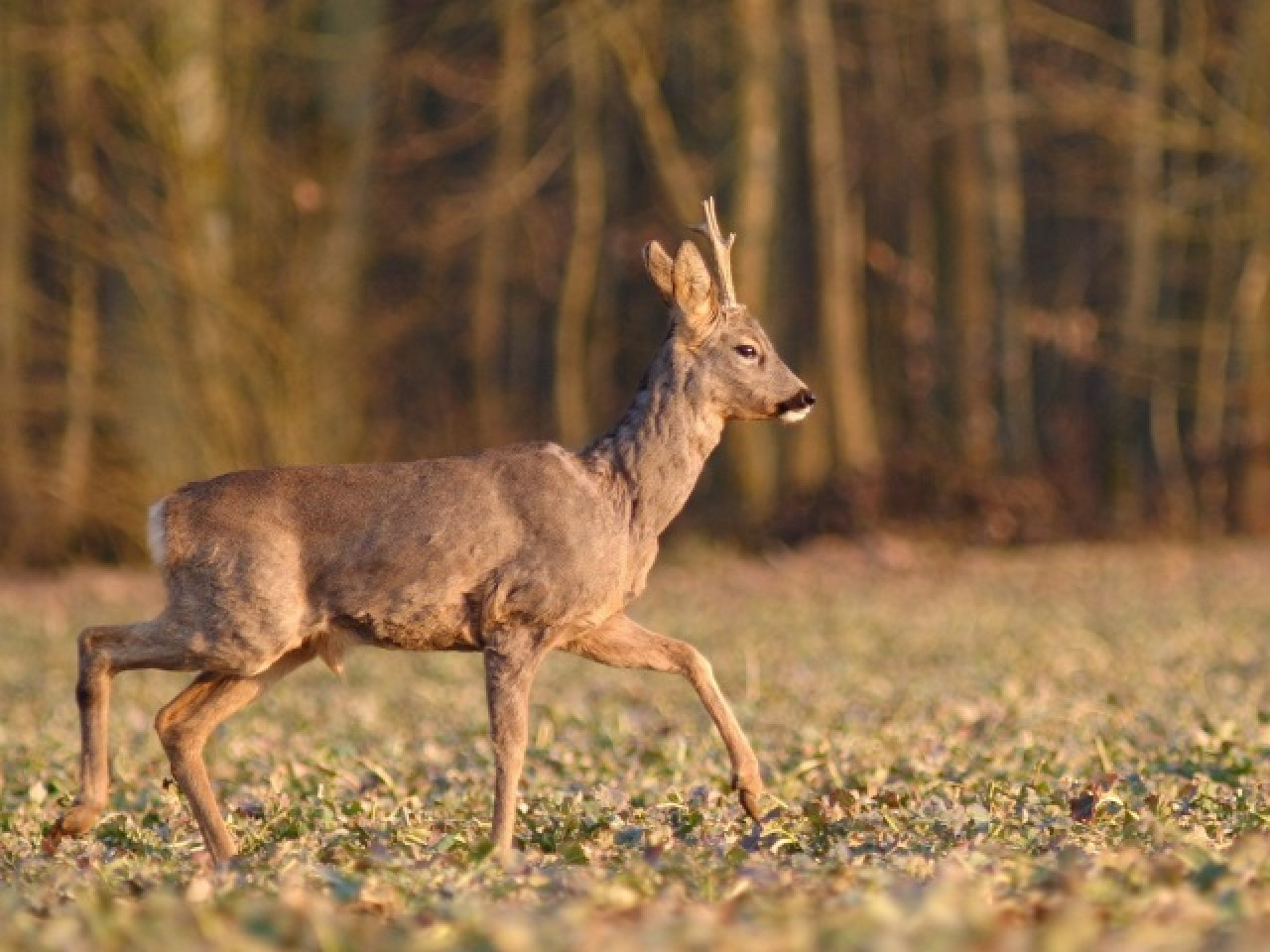 Des écoducs pour permettre aux animaux de franchir l’A89 ! Des écoducs pour permettre aux animaux de franchir l’A89 !