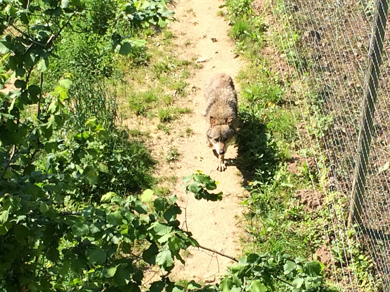 Une manifestation contre la chasse aux loups ce samedi à Lyon Une manifestation contre la chasse aux loups ce samedi à Lyon
