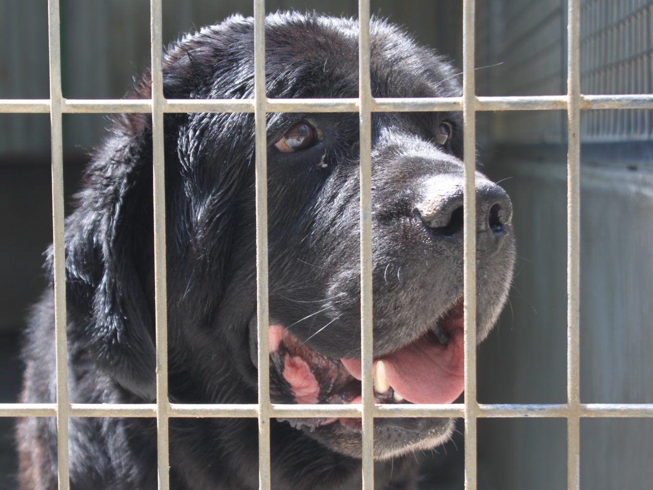 La SPA de Lyon-Marennes souffre de la chaleur et des abandons ! La SPA de Lyon-Marennes souffre de la chaleur et des abandons !