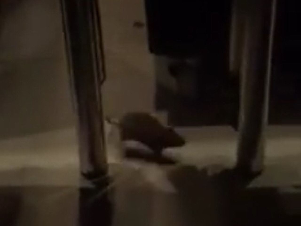 Lyon : un rat, filmé dans le Mc Do de la place Bellecour, affole internet Lyon : un rat, filmé dans le Mc Do de la place Bellecour, affole internet