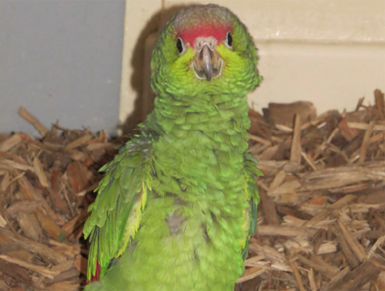 Lyon : naissances rares de trois Amazones de l&rsquo;Equateur au parc de la T&ecirc;te d&rsquo;Or