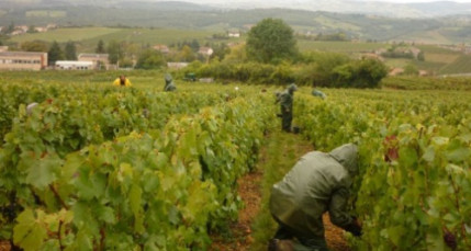 Vendanges : 12 000 postes &agrave; pourvoir cette ann&eacute;e en Rh&ocirc;ne-Alpes