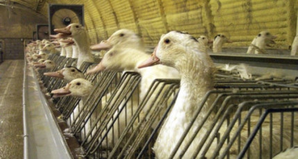 Foie gras de batterie : manifestation ce mercredi devant les Halles Paul Bocuse Foie gras de batterie : manifestation ce mercredi devant les Halles Paul Bocuse