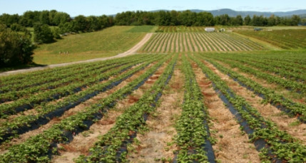 La campagne s’invite à Lyon dimanche