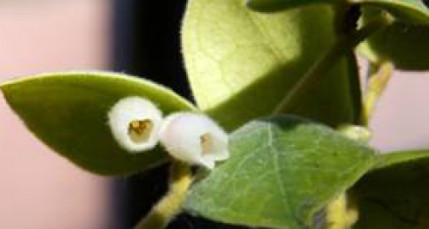 Une airelle fleurit en culture à Lyon pour la première fois au monde Une airelle fleurit en culture à Lyon pour la première fois au monde