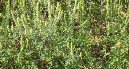 Rh&ocirc;ne-Alpes : une plateforme interactive lanc&eacute;e pour lutter contre l&rsquo;ambroisie