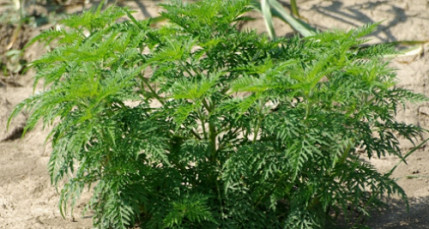 Un colloque contre l'ambroisie à Lyon Un colloque contre l'ambroisie à Lyon