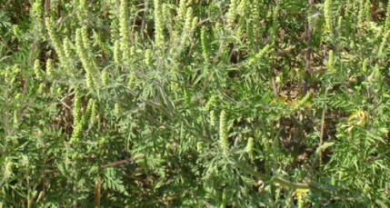 Ambroisie : De plus en plus de Rh&ocirc;nalpins sont touch&eacute;s par cette allergie