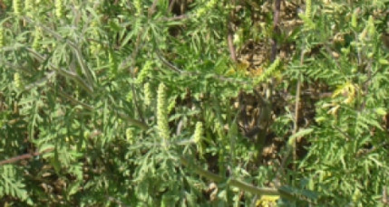 La chasse à l’ambroisie est de nouveau lancée dans le Rhône La chasse à l’ambroisie est de nouveau lancée dans le Rhône