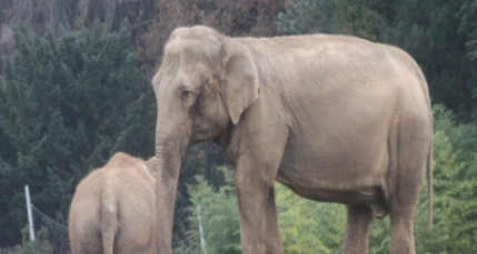 Euthanasie Baby et Népal : le cirque Pinder donne une conférence de presse samedi à Paris Euthanasie Baby et Népal : le cirque Pinder donne une conférence de presse samedi à Paris