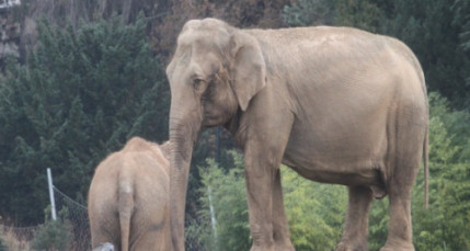 El&eacute;phants de Lyon : pour le cirque Pinder, "il y a urgence &agrave; proc&eacute;der &agrave; des tests de d&eacute;pistage"
