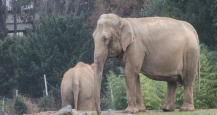 Un nouveau sursis accordé aux éléphantes de Lyon
