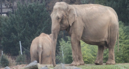 Lyon : les soutiens de Baby et Népal se mobilisent de nouveau ce dimanche Lyon : les soutiens de Baby et Népal se mobilisent de nouveau ce dimanche