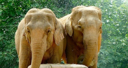 Baby et Népal : la fondation Brigitte Bardot écrit au préfet du Rhône