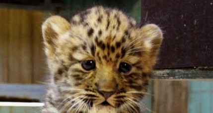 Bébé panthère de l’Amour né à Lyon : le prénom connu ce lundi Bébé panthère de l’Amour né à Lyon : le prénom connu ce lundi