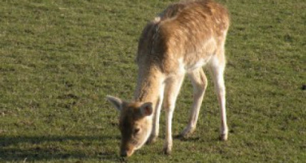 Pour les daims de Feyzin, on se mobilise &eacute;galement