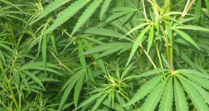 Lyon : il cultivait du cannabis pour arrondir ses fins de mois