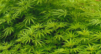 Bron : 14 kilos de cannabis trouvés dans une cave Bron : 14 kilos de cannabis trouvés dans une cave