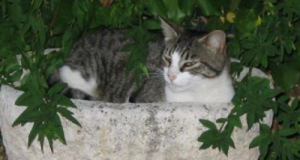 Bénis ton chat : une messe pour animaux organisée à Lyon Bénis ton chat : une messe pour animaux organisée à Lyon