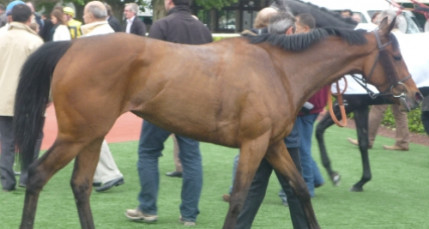 Un Suisse s'impose à Equita Lyon Un Suisse s'impose à Equita Lyon