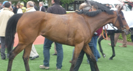 Un habitant du Beaujolais tentait de s'accoupler avec des juments Un habitant du Beaujolais tentait de s'accoupler avec des juments
