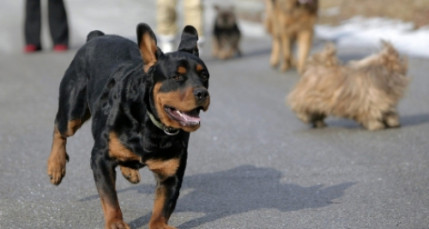 Insolite : des animaux b&eacute;nis dimanche &agrave; Lyon !