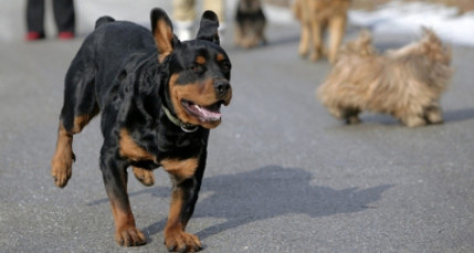 Lyon : un happening samedi contre les animaux dans les laboratoires Lyon : un happening samedi contre les animaux dans les laboratoires