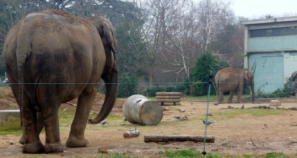 Lyon : la doyenne des éléphants d’Europe s’est éteinte au parc de la Tête d’Or Lyon : la doyenne des éléphants d’Europe s’est éteinte au parc de la Tête d’Or