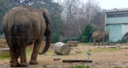 Baby et N&eacute;pal pourraient &ecirc;tre euthanasi&eacute;es lundi