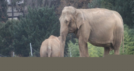 Baby et Népal maltraitées à Lyon ? "Dans la savane on ne se lave pas tous les jours" répond la Ville Baby et Népal maltraitées à Lyon ? "Dans la savane on ne se lave pas tous les jours" répond la Ville