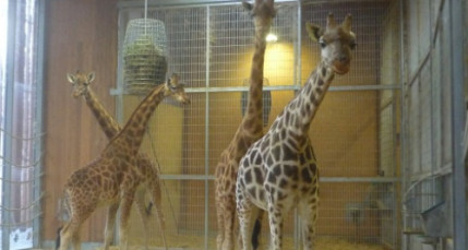 Carnet rose au zoo de la T&ecirc;te d&rsquo;Or