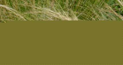 Risques allergiques &agrave; Lyon : une accalmie ce week-end