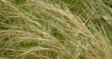 Lyon : encore une alerte aux pollens de graminées dans les prochains jours Lyon : encore une alerte aux pollens de graminées dans les prochains jours