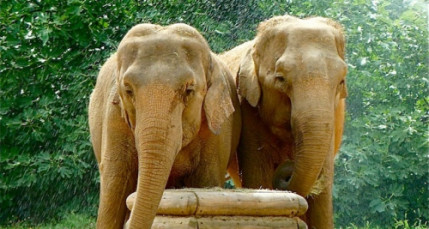 Lyon : l&rsquo;euthanasie de Baby et N&eacute;pal suspendue !