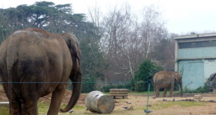 Lyon : la gr&acirc;ce pr&eacute;sidentielle demand&eacute;e pour Baby et N&eacute;pal