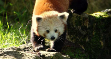 Un deuxième panda roux vient d'arriver au zoo de Lyon Un deuxième panda roux vient d'arriver au zoo de Lyon