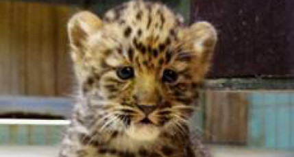 Les Lyonnais peuvent choisir le pr&eacute;nom du b&eacute;b&eacute; panth&egrave;re n&eacute; &agrave; la T&ecirc;te d&rsquo;Or