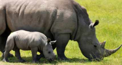 Un b&eacute;b&eacute; rhinoc&eacute;ros blanc a vu le jour au zoo de Peaugres
