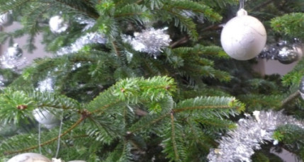 Une plante offerte contre un sapin de Noël Une plante offerte contre un sapin de Noël