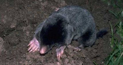 Alerte à l'invasion de taupes en Rhône-Alpes Alerte à l'invasion de taupes en Rhône-Alpes