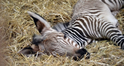 Lyon : un zébron voit le jour au zoo du Parc de la Tête d’Or Lyon : un zébron voit le jour au zoo du Parc de la Tête d’Or