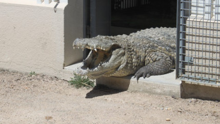 Bient&ocirc;t des crocodiles sur les c&ocirc;tes fran&ccedil;aises ? La troublante &eacute;tude d'un chercheur lyonnais