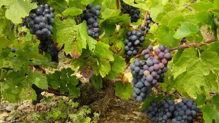 Vendanges : les bungalows Pôle Emploi en place ce lundi Vendanges : les bungalows Pôle Emploi en place ce lundi