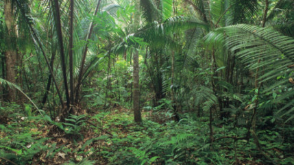 La destruction de la forêt amazonienne au Brésil a augmenté de 16% sur un an, selon les données satellitaires publiées par le ministère de l'Environnement La destruction de la forêt amazonienne au Brésil a augmenté de 16% sur un an, selon les données satellitaires publiées par le ministère de l'Environnement