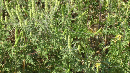 Rhône : les pollens d’ambroisie encore bien présents dans les prochains jours Rhône : les pollens d’ambroisie encore bien présents dans les prochains jours